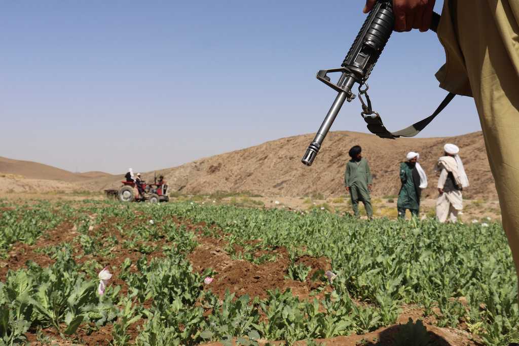 UN reports a sharp rise in Afghanistan poppy cultivation despite a Taliban ban — Grafton Community news