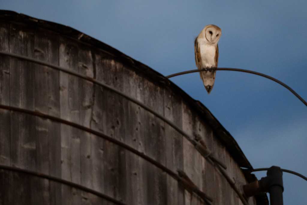 Roof of a water tower in NYC where a rare family of barn owls nested has been removed — Grafton Community news