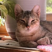 Milwaukee Record Cat Of The Week: Princess — Grafton Business news